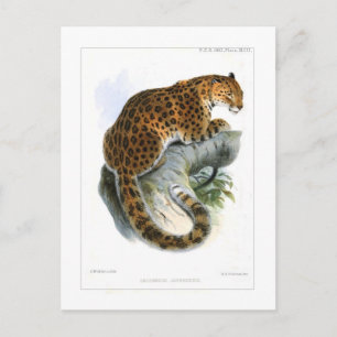 Leopard Postkarte