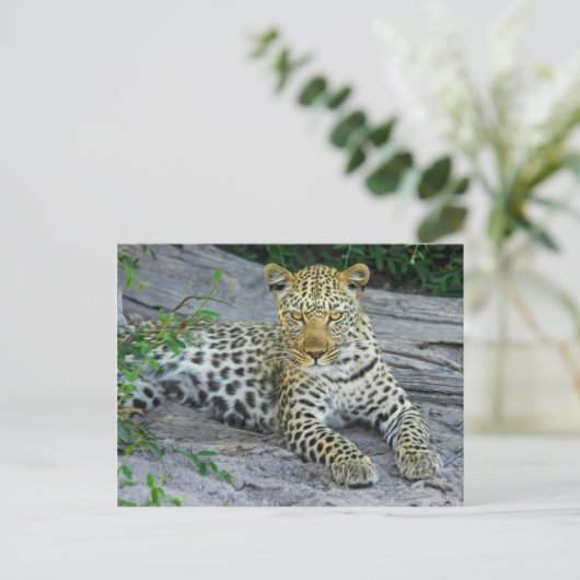 Leopard Postkarte (Stehend Vorderseite)