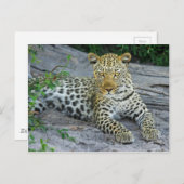 Leopard Postkarte (Vorne/Hinten)