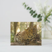 Leopard Postkarte (Stehend Vorderseite)
