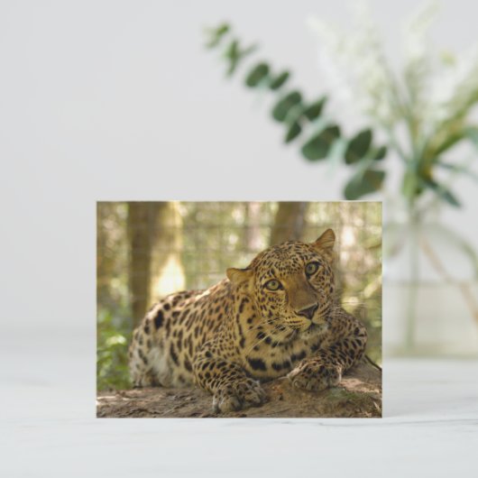 Leopard Postkarte (Stehend Vorderseite)
