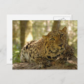 Leopard Postkarte (Vorne/Hinten)