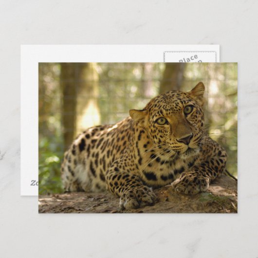 Leopard Postkarte (Vorne/Hinten)