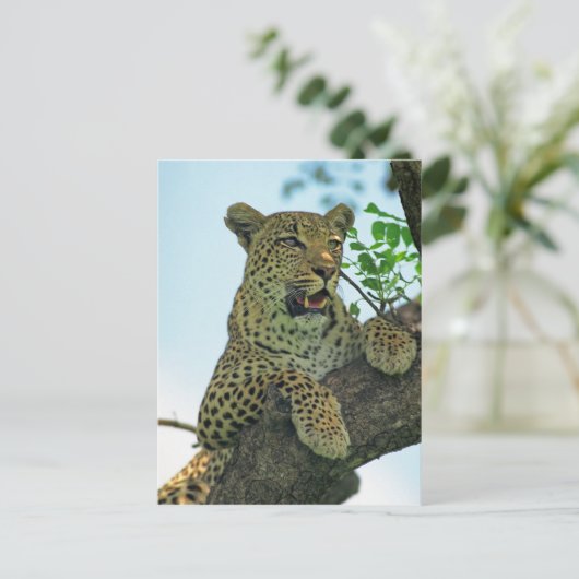 Leopard Postkarte (Stehend Vorderseite)