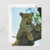 Leopard Postkarte (Vorne/Hinten)