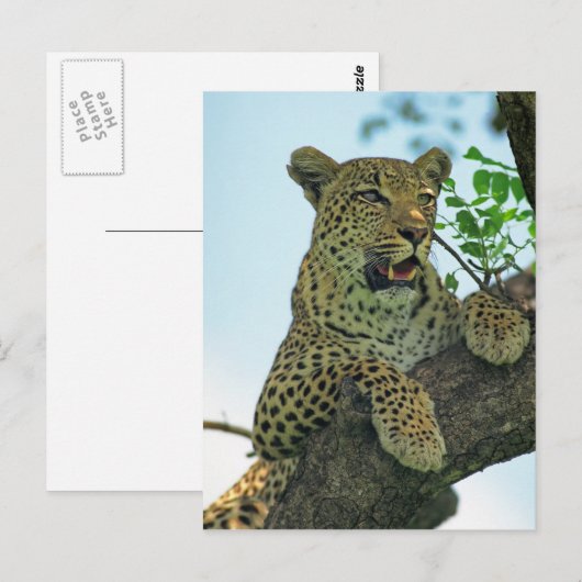 Leopard Postkarte (Vorne/Hinten)