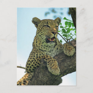 Leopard Postkarte