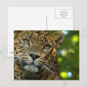 Leopard Postkarte (Vorne/Hinten)