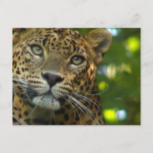Leopard Postkarte