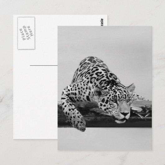 Leopard Postkarte (Vorne/Hinten)