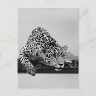 Leopard Postkarte