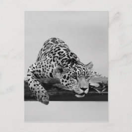 Leopard Postkarte