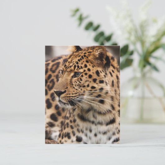 Leopard Postkarte (Stehend Vorderseite)