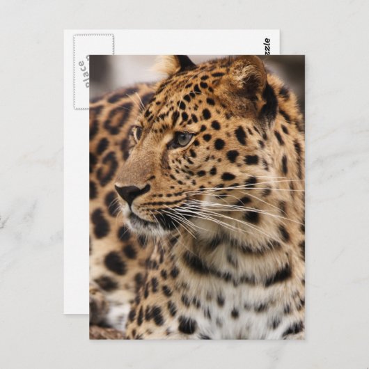 Leopard Postkarte (Vorne/Hinten)