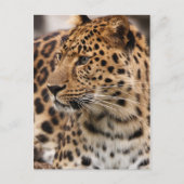 Leopard Postkarte (Vorderseite)
