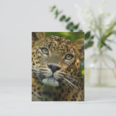 Leopard Postkarte (Stehend Vorderseite)