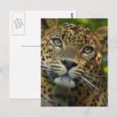 Leopard Postkarte (Vorne/Hinten)