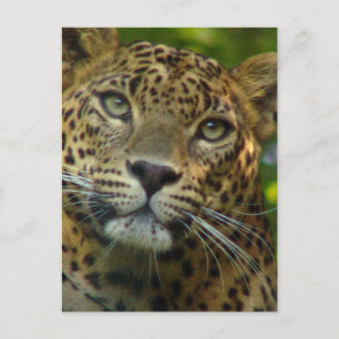 Leopard Postkarte