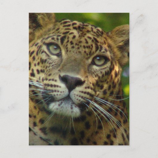 Leopard Postkarte (Vorderseite)