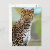 Leopard Postkarte (Vorne/Hinten)