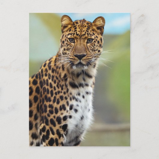 Leopard Postkarte (Vorderseite)