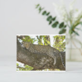 Leopard Postkarte (Stehend Vorderseite)