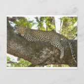Leopard Postkarte (Vorderseite)
