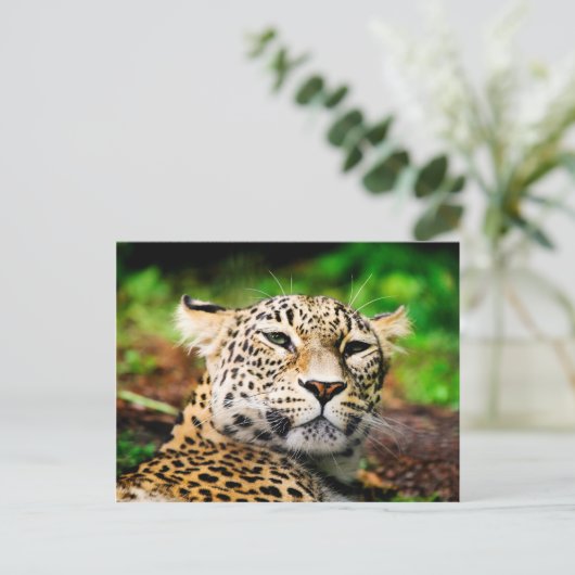 Leopard Postkarte (Stehend Vorderseite)