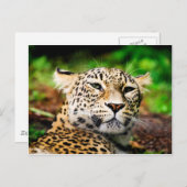 Leopard Postkarte (Vorne/Hinten)
