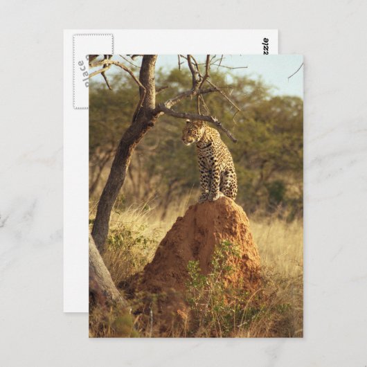 Leopard Postkarte (Vorne/Hinten)