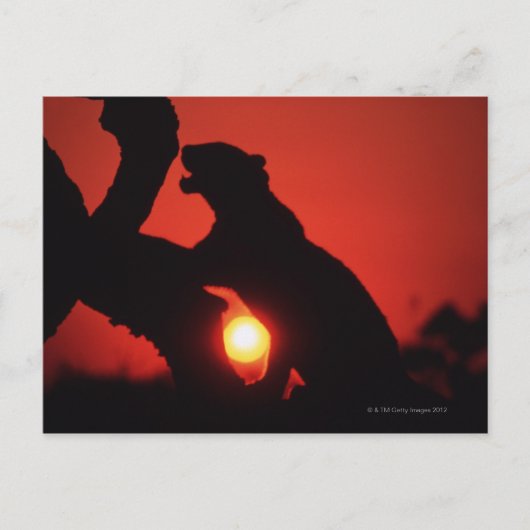 Leopard Postkarte (Vorderseite)