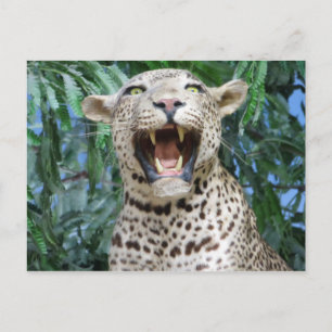 Leopard Postkarte