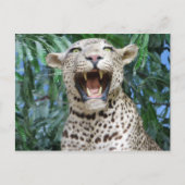 Leopard Postkarte (Vorderseite)