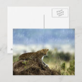 Leopard Postkarte (Vorne/Hinten)