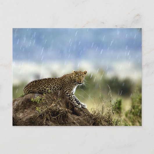 Leopard Postkarte (Vorderseite)