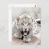 Leopard Postkarte (Vorne/Hinten)