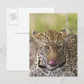 Leopard Postkarte (Vorne/Hinten)