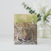 Leopard Postkarte (Stehend Vorderseite)
