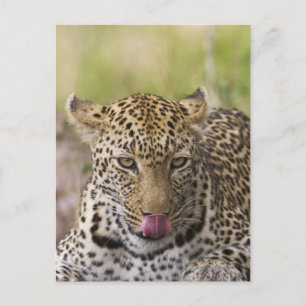 Leopard Postkarte