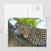 Leopard Postkarte (Vorne/Hinten)