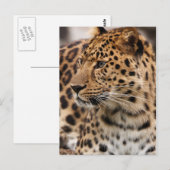 Leopard-Postkarte Postkarte (Vorne/Hinten)