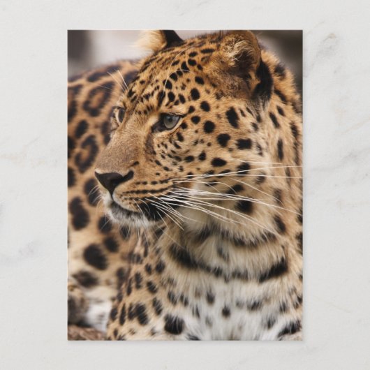 Leopard-Postkarte Postkarte (Vorderseite)