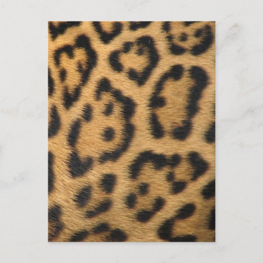 Leopard Print Postkarte (Vorderseite)