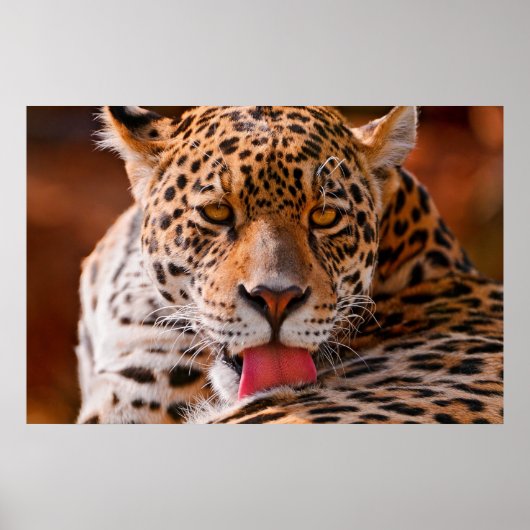 Leopard-Putzplakat Poster (Vorne)