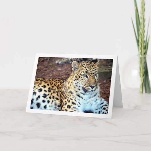 Leopard Relaxen Karte (Vorderseite)