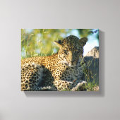 Leopard ruhend panthera pardus Kruger Leinwanddruck (Vorderseite)