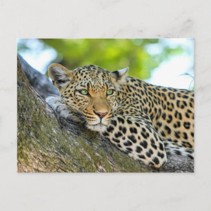 Leopard ruht in einem Baum Postkarte