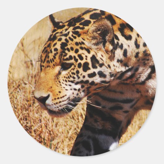 Leopard Runder Aufkleber (Vorderseite)