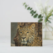 Leopard Safari Postcard Postkarte (Stehend Vorderseite)