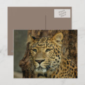 Leopard Safari Postcard Postkarte (Vorne/Hinten)